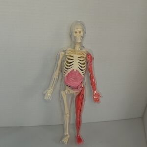 Anatomical Model with Removable Parts